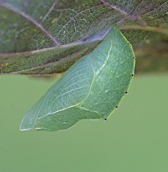 Tawny Emperor chrysalis